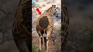Giraffe Rescue: Bees Built a Hive on Its Neck 🐝🦒 | Wildlife Survival Story