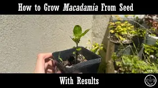 Как вырастить макадамию из семян и получить результаты
