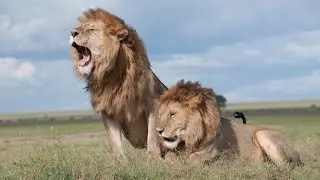 Lion walking style | Style of Lion! | Photographs taken from near Lion!