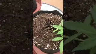 22 день автоцветам red poison и +speed , даю npk и весь комплекс biobizz с микробами #weed #biobizz