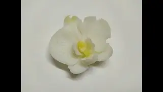 C&aacute;ch l&agrave;m rau c&acirc;u hoa lan hồ điệp 6cm ( SM845 )