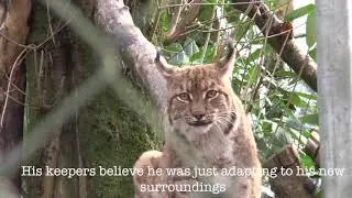 Meet Flaviu, Dartmoor Zoo's most infamous resident!