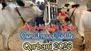 domail mandi today ll domail mandi latest update  Part 1 🐂 Fateh jangi bull🌷 taxila mandi 🥰 jamil tv
