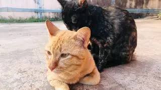 cat 12/12/2022