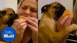 Dog eats owner's burger in seconds - Daily Mail