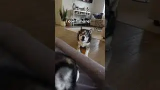 My husky tries to take a nap and it GOES WRONG 😅 #husky #huskies #dogs  #dogshorts #shorts #dog