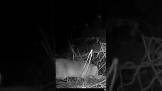Fox wandering around at night #fox #nature #night #shorts #cool