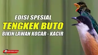 CENDET GACOR EDISI TENGKEK BUTO COCOK UNTUK MASTERAN CENDET LOMBA