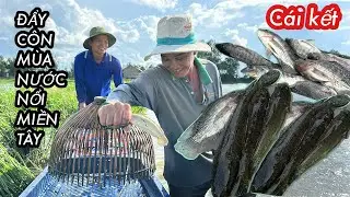Cách Bắt Cá Lóc Hiệu Quả Mùa Nước Nổi Miền Tây • Cá Nướng Than Chấm Mắm Me Non Hết Sảy Miền Tây