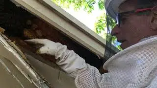 Happy Bee Honey Club