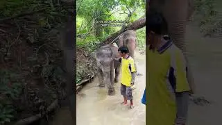 Baby Elephant Meets His New Mom | The Dodo