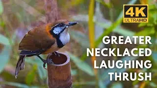 Greater Necklaced Laughingthrush | Rongtong| Birds & Animals | 4K UHD  #wildlifekaptured
