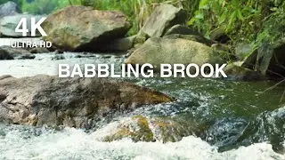 Tranquil River Melody & Birdsong | Restful Sleep Nature Sounds