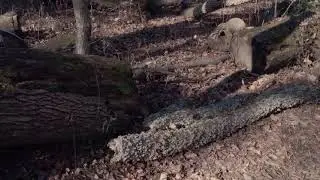 A Prospect Park Adventure + Train Rides (1/13/26)