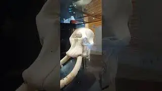 African Elephant Skull