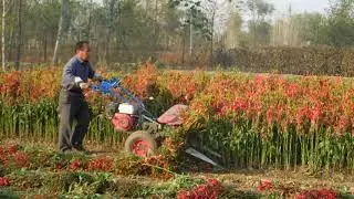 red chilli harvest reaper/Red Chilli Harvest/Chilli Reaper