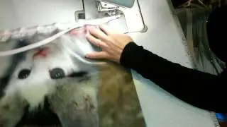 Cuscino con foto personalizzato ottima idea regalo