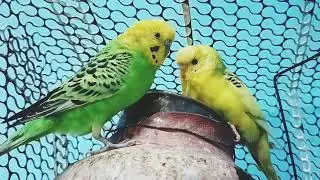 Bagis Parrots: The Colorful Companions Every Bird Lover Needs birds#birds #talkingparot #budgies