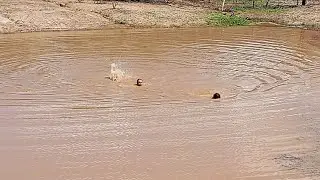 🇧🇷 NEILTON VLOG VS FUTURO SOLDADO DO EXERCITO QUEM VENCE NADANDO NORMAL E DE COSTAS QUEM GANHA