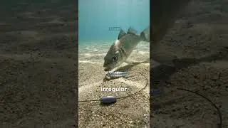 How Sea Bass Hunt in Rough and Murky Waters 🎣