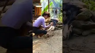 Complete wilderness shelter, Pick wild vegetables and cook smoked fish, Live with Nature - Part3