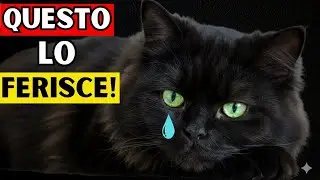 10 ERRORI QUOTIDIANI che fanno soffrire il tuo gatto (senza che tu lo sappia)