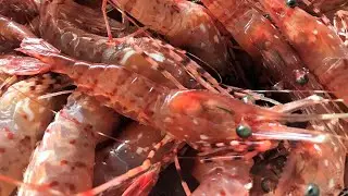 Shrimping Season - Coonstripe