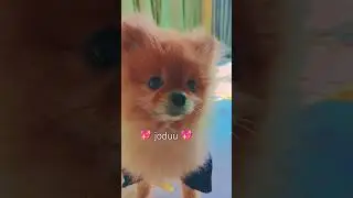 #jordan..💖🧿💖 #viral #tranding #love #virsltoday#ytshortsvideo #the daily dive 🔥🔥👍