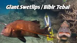 Spearfishing di spot andalan || Tamplas Giant Swetlips dalam batu karang😱😱