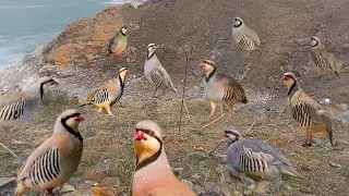 Ultimate Partridge Trap &ndash; Instant Lock 