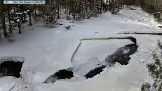 Live  McCaslin Brook Wildlife Frenzy | Nicolet National Forest 24/7