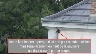 Installons des nichoirs pour le Martinet noir !