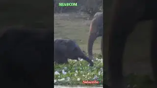 Elephants Family #safari #travel #shortvideo #elephant #animals #shorts #elephantworld #wildlife 🐘🩷🐘
