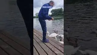 #feeding #ducks #beautiful #ducks #london #uk