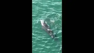 Set of Dolphins with Fish in Mouth