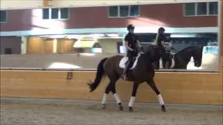 Nimbus - eventing horse for sale.