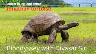 🐢 Jonathan the Tortoise &ndash; The Oldest Living Animal on Earth 🌍 | 192+ Years of Life ⏳