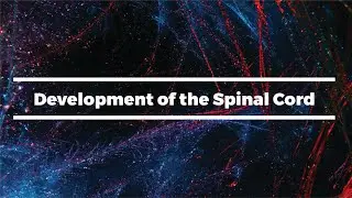 Development of the Spinal Cord