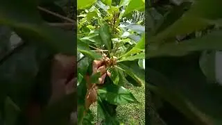Testimoni pupuk slow release pada tanaman cengkeh di Bulukumba umur 4 tahun sudah bisa berbuah..