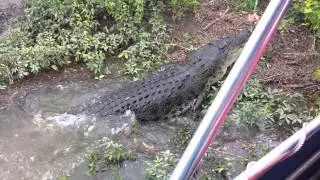 Jumping Crocodiles