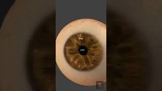 3D animation of the eyeball, showing the pupil, iris, cornea and the sclera.