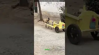The Loyal Dog Who Became Her School Bodyguard