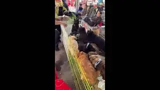 First‑Person Walk Through a Chinese Pet Market | Real Ambient Sounds | No Commentary