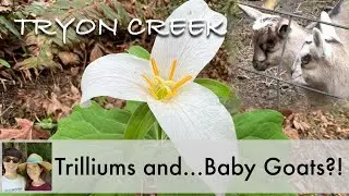 Tryon Creek | Trilliums and...Baby Goats?!