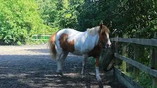 Young People Report on Road Safety with Stepney Bank Stables