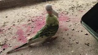 🦜pakshiPremi 🦜 is live