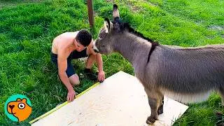 Man Saves Lonely Donkey. Now He Sticks To Him Like Glue | Cuddle Buddies