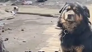 狗狗也有好朋友🧑‍🤝‍🧑#萌宠 #汪星人 #萌犬 #宠物狗 #狗子成精了