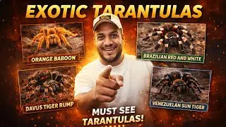 Are These the Most Exotic Tarantulas in the World? 😳🕷️ | Must-See Species | Karnataka Aquarium