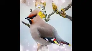 Suara Burung,Bird Song Cedar Waxwing (Bombycilla cedrorum) Gacor di Alam Liar #Shorts
